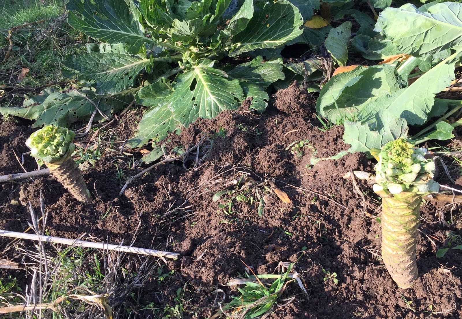 how to grow collard greens from the stem